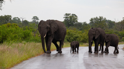a breeding herd of african elephants crossing the road