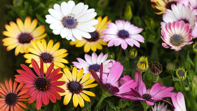 Beautiful bloom of Osteospermum. Flower African Chamomile close-up. First Spring flowers. Soft focus. Floral background. Osteospermum ecklonis. Daisies are colorful