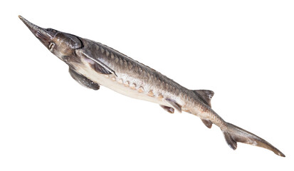 bottom view of fresh sturgeon fish isolated on white background