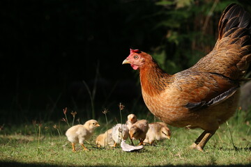 chickens