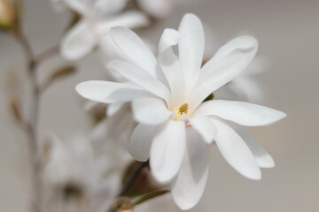 Beautiful Magnolia tree blooms in spring. Romantic floral light background. Delicate white Magnolia flower on a blurred background. First Spring flowers. Selective focus. 