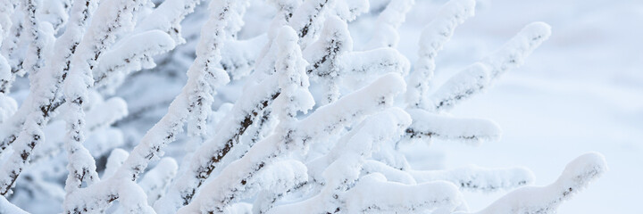 Plants in the tundra in the Arctic are covered with hoar frost. Snow and rime ice on the branches...