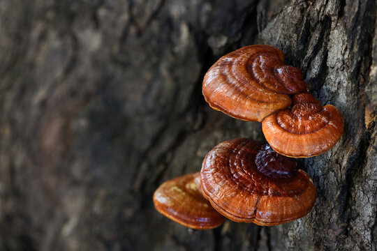 Natural Reishi or lingzhi mushroom growing on old bark.