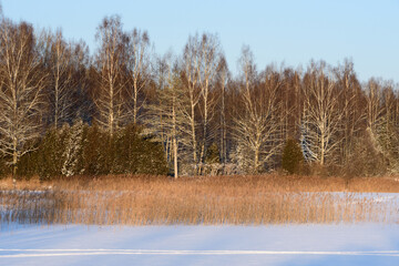 beautiful shore of a forest lake on a sunny day in winter