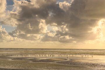 Goélands sur la plage