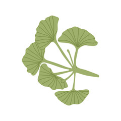 Ginkgo biloba branch. Vector hand drawn illustration. Isolated on white background.