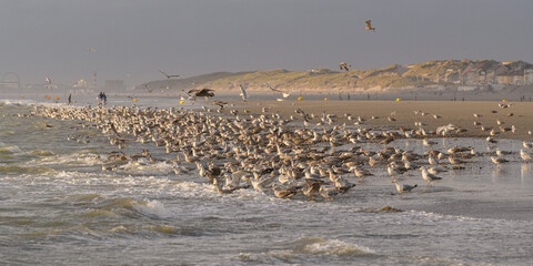 Goélands sur la plage