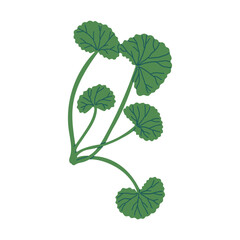 Naklejka premium Gotu Kola. Vector hand drawn illustration. Isolated on white background.