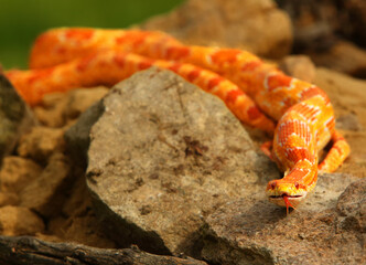 Obraz na płótnie Canvas A Corn snake (Pantherophis guttatus or Elaphe guttata) after hunt eating a mouse.