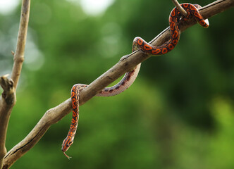 The Rainbow Boa (Epicrates cenchria cenchria) hanging from the branch.