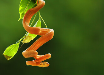 The Amazon tree boa (Corallus hortulanus) hanging from the green branch. Golden snake on the green...