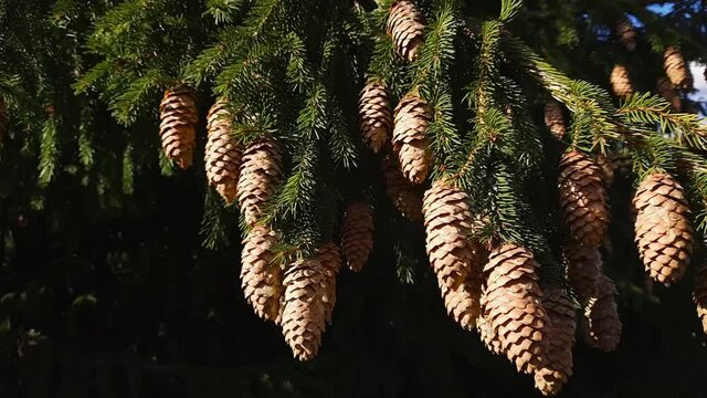 Branch of spruce with cones in sunny windy weather