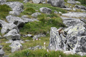 Fototapeta na wymiar marmot in the mountains