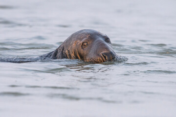 phoque gris (Halichoerus grypus)