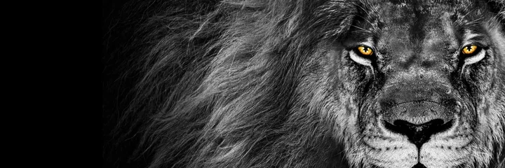 Foto auf Acrylglas African male lion Banner , Panorama wildlife animal isolated black white Lion  © Vieriu