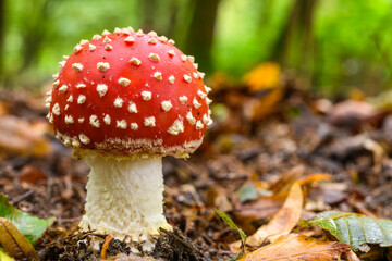 Amanita muscaria (amanite tue-mouches)