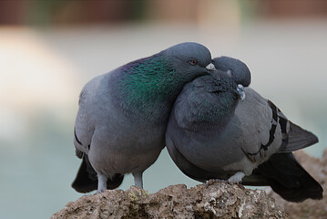 pigeon in the park