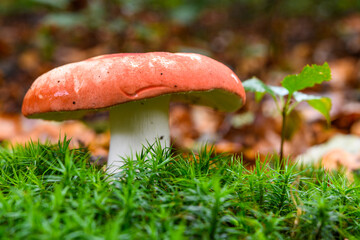 Russula lepida (russule jolie)