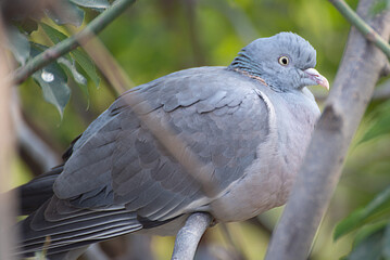 bird on a tree branch
