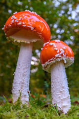 Amanite tue-mouches (Amanita muscaria)