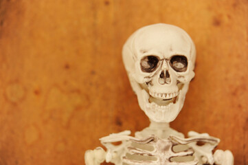 human skeleton toy, horror and Halloween concept