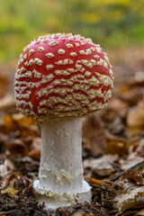 Amanite tue-mouches (Amanita muscaria)