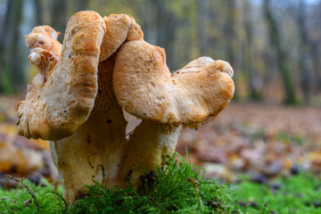 Hydnum ellipsosporum (Hydne à spores elliptiques, Hydnum rufescens, Hydnum repandum possible,...