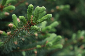 Young Christmas spruce tree with small cones. Summer green spruce in the forest.Christmas wallpaper...