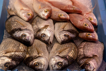 Freshly caught fish at the fish market
