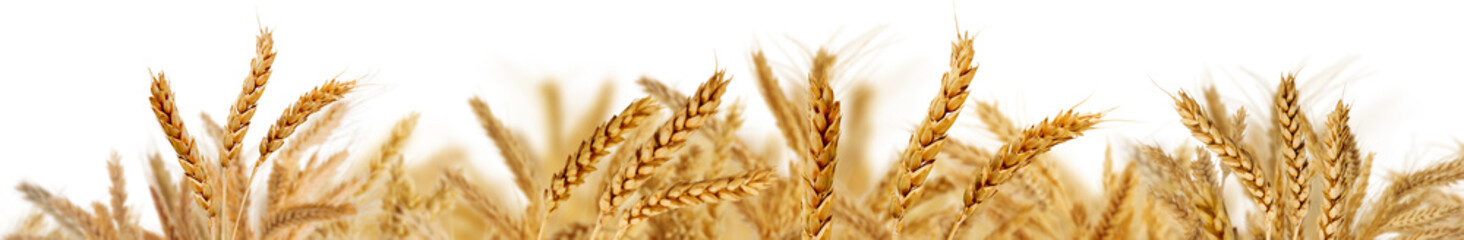 isolated image of wheat close up