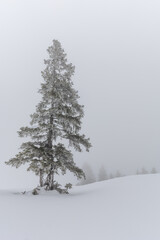 Fototapeta premium Arve