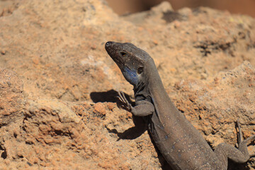 funny lizard holding a paw up