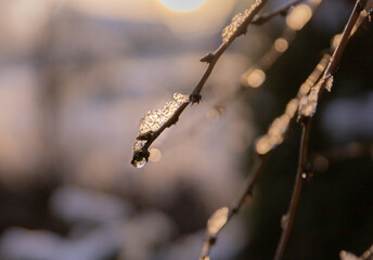 Topniejący śnieg i krople na gałązce w pięknych kolorach zachodzącego słońca, zimowa sceneria z bliska