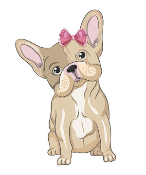 Domestic dog French bulldog puppy. Cute French bulldog puppy with pink bow.