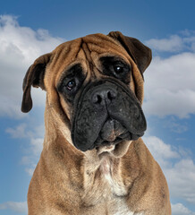 puppy bullmastiff in studio