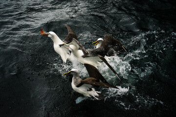 Albatross food fight