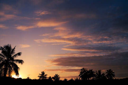 Silhouettes of some palm trees during sunrise.