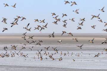 Canards Pilets et Canards sifleurs en Baie de Somme