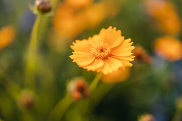 Beautiful different yellow wildflowers at sunset, selective focus. Shallow depth of field. Spring or summer concept