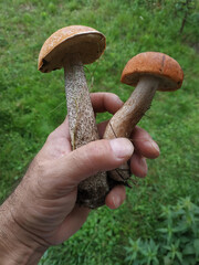 Edible noble redhead mushrooms in a man's hand.