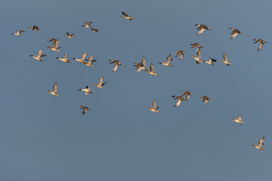 Canards Pilets et Canards sifleurs en Baie de Somme