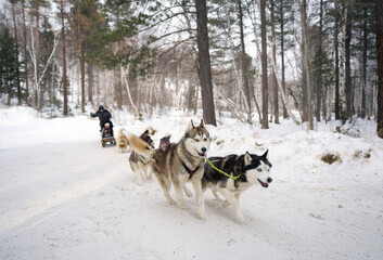 Complete Heterochromia Odd Eye Siberian Husky is a Sled dog leader, take tourists along the snowy...
