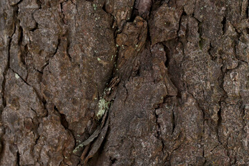 dark brown tree bark background