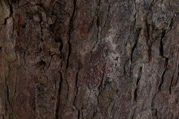 dark brown tree bark background