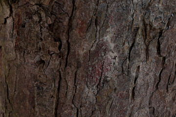 dark brown tree bark background