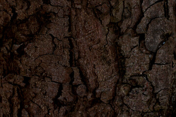 dark brown tree bark background