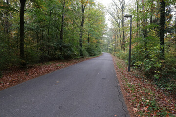 Wald, Weg, Laubwald, Buchen, Eichen, Mystik, Bäume