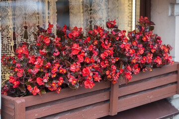 Fototapeta na wymiar red ice begonia semperflorens flowers with burgundy leaves in brown wooden basket of a window sill with curtains