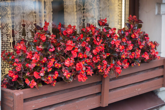 red ice begonia semperflorens flowers with burgundy leaves in brown wooden basket of a window sill with curtains