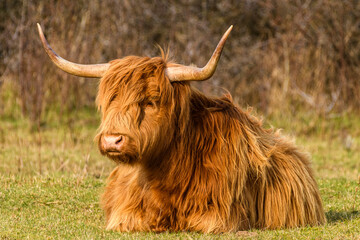 Vaches écossaises Highland Cattle en baie de Somme